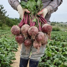 못난이레드비트