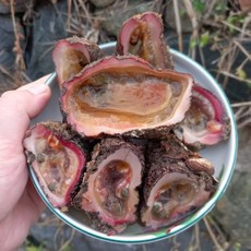 해녀 채취 통영 돌멍게 1kg 2kg 3kg, 해녀 돌멍게 1kg(6~10미내외), 1개