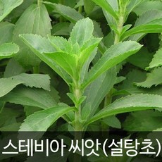 스테비아 씨앗 허브씨앗 종자 stevia herb seed 50알, 1개