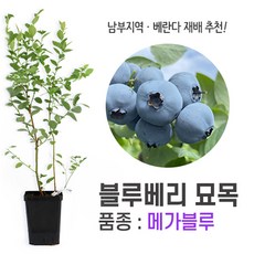 깨비농장 블루베리 나무 묘목 재배 키우기 (품종: 메가블루), 메가블루, 1개