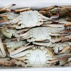 수입꽃게