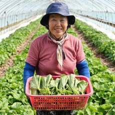 추천2 광대나물