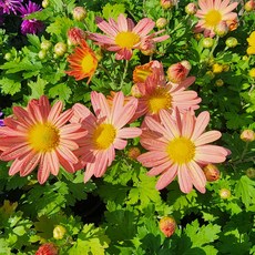 에덴플랜트 (5개) 구절초 오렌지 소품 노지월동 다년초 야생화 화단 정원꾸미기, 5개