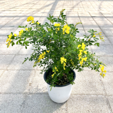 미나리초무침 추천 1등 제품