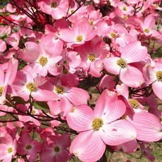 동양딸나무 산딸나무묘목 스텔라 핑크