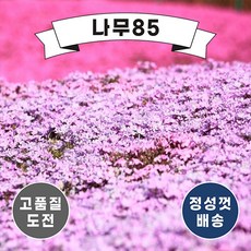 꽃잔디모종50포트