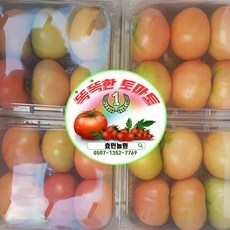 강원도화천토마토