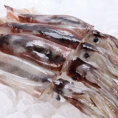 총알오징어제철