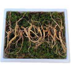 국산 강원도 파지삼 13~17년근 산삼 장뇌삼 1개 2. 13년근 10뿌리 상품 이미지