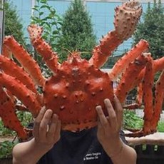[자숙가능]살아가는 활 킹크랩 블루 레드 수율80~90%, 편안한 자숙킹크랩 3kg 수율80~90 %, -