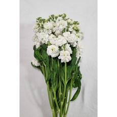 축복의 스토크 반단한단 양재꽃시장 꽃배달싼곳 생화배송 메종드보타닉, 화이트, 반단(큰2줄기)