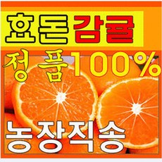 제주효돈감귤(농협납품) 5kg-당일선별배송, 5kg(큰귤)(2L), 1개