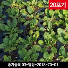 못난이배추모종 20포기 - 건강한 국산 곰보배추모종