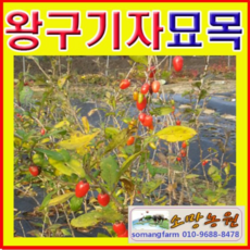 (D소망)슈퍼왕구기자묘목 삽목3년 5그루