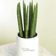 푸시아베리플라워