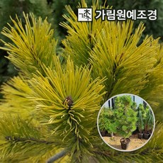 남씨네나무공방