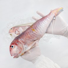 통영반건조옥돔