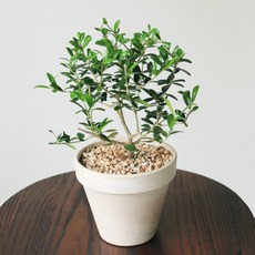 올리브나무 소 화분포함 공기정화식물, 1개, 혼합색상