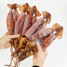 누드오징어