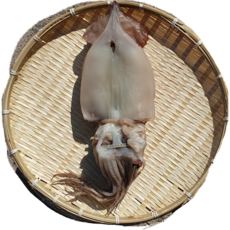 [은은한농수산] 포항 구룡포 반건조오징어 건조 40~60%, 1개, 반건조오징어 400g 5미