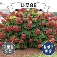 떡갈잎수국