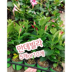 천사나팔꽃
