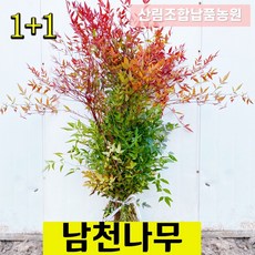 남천나무 1+1 공기정화식물 관엽식물