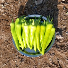 농사부 당조고추 농가직송 당일수확, 1개, 1kg