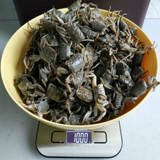 해남 갯벌 칠게 화랑게 작은 사이즈 조업 살아서 도착 2kg, 1개