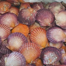 [싱싱장터] 최상급 알이큰 제철 가리비, 1박스, 1kg (kg당 40미 내외)