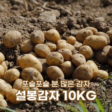 설봉감자