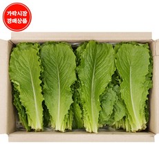 얼갈이시래기