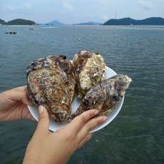산지직송 통영 삼배체굴 1kg, 1개, 단품