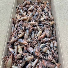 산지직송 거제도 햇 꼴뚜기 1kg 마른 건꼴뚜기, 1개