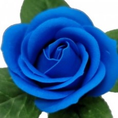 프리미엄 비누장미 - 진블루 장미 50개 1세트(꽃대포함) - 비누꽃 만들기 조화 꽃다발 부케 원데이클래스 스냅촬영 소품