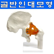 골반뼈