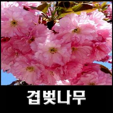 추천10군산벚꽃