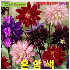 매발톱