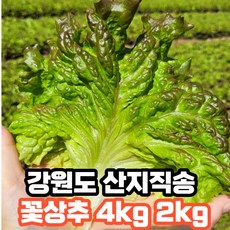 꽃상추4kg