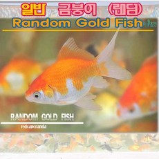 //상품명