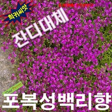 잔디대체 씨앗 포복성백리향 매직카펫 25립, 1세트