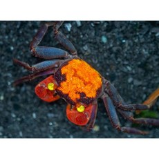  관상용 애완용 레드 뱀파이어크랩 (RED DEVIL VAMPIRE CRAB) 1마리, 1kg 