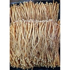삼계탕용 갈비탕용 작은 실삼계 무료세척 실속형 100뿌리이상, 잔삼계500g(65-100뿌리),