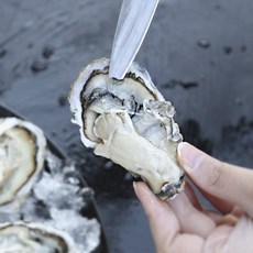 제철 통영 굴 손질 반각굴 하프셀