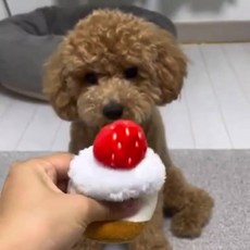 강아지노즈워크 스너플 장난감 강아지 스니핑 매트 퍼즐 봉제 애완 동물 숨기기 및 탐색 소형 중형견용, M, 빨간, 1개