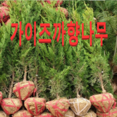 (성실농원) 가이즈까 향나무 묘목 키100센치 1그루
