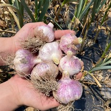 냉동알마늘-추천-상품