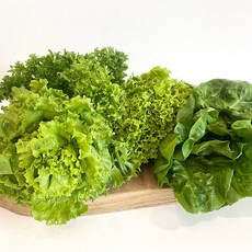 카이피라상추