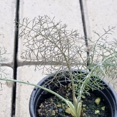 브론즈펜넬