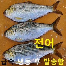 (쌍다리상회) 자연산 전어 25cm내외 20마리 4kg 냉동